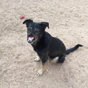 Möt Anubis, hunden som räddades av en familj 11,000 km bort