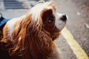 Att prata med din hund gör dig smartare