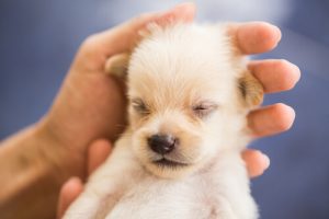 Hur man kan uppfostra en lugn hund: det är möjligt!