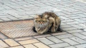 Övergiven katt väntar på sin ägare i 1 år