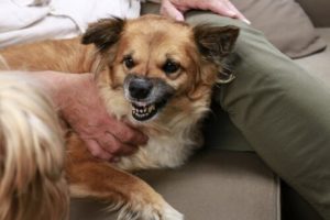 Har du en aggressiv hund? Det är inte hans fel