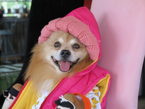 Humanisera inte ditt husdjur