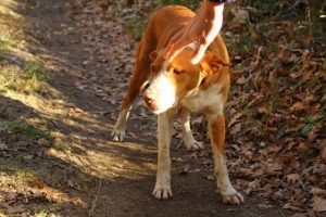 Par stöter bort övergiven hund – som de själva övergav