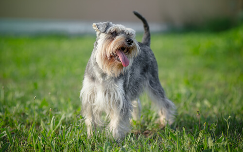 glad Schnauzer