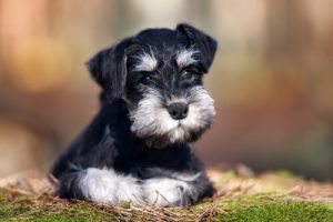 Schnauzers: en mångsidig hundras
