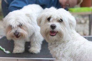 3 grundläggande tips för att ta hand om din hund