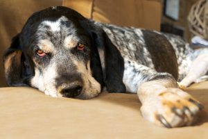 Tecken som tyder på att din hund har feber