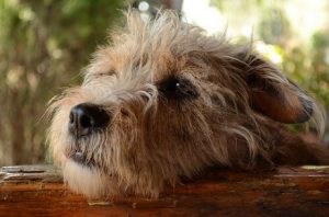 Tror du att hundar kan känna skuld?