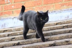 5 saker du aldrig får göra mot din katt