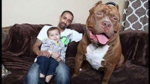 Det här är Hulk: världens största pitbull