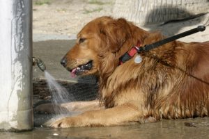 Så gör du för att skydda din hund mot värmeslag