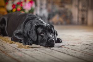 Att förstå hur ens hund åldras – tecken du bör känna till