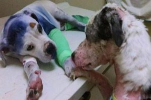 Äkta vänskap mellan illa behandlade hundar