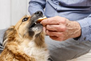Blanda inte hundmat – det kan döda ditt husdjur