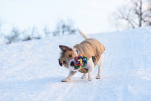 Varför skakar hundar leksaker när de leker?