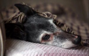 Walnuts farväl: en sann berättelse om ett kärleksfullt avsked