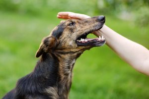 Anledningar till att du aldrig får slå din hund