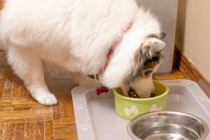 3 sätt du kan använda olivolja på hunden