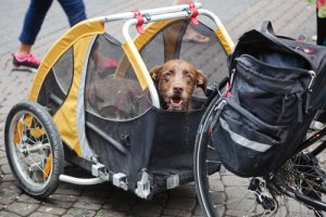Hunden som åkte genom Peru på cykel