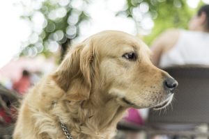 5 anledningar till varför du bör adoptera en stor hund