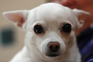 Såhär rengör du hundens ögon