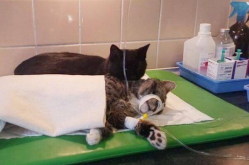 Katt hos veterinär