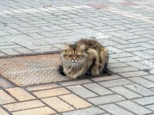 Övergiven katt väntar på sin ägare i ett år