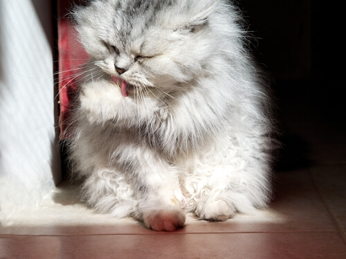 Katt som slickar sin tass