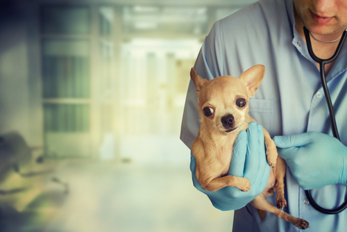 Liten hund hos veterinär