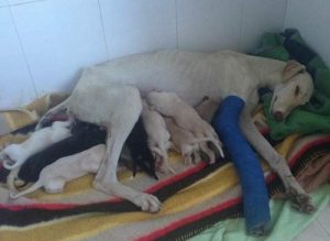 Hund med brutet ben går 3 km för att rädda sina valpar