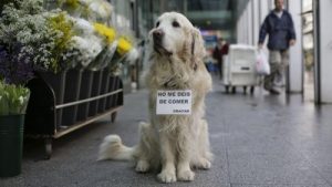 Möt Ney: den kända hunden i Plaza de Lugo
