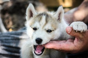 21 chockerande saker du inte visste om hundar: Del 1
