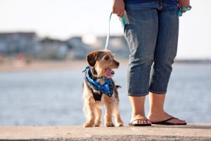 Varför du bör promenera med din hund varje dag