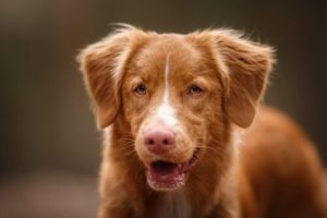 Varför du inte bör bestraffa en skällande hund