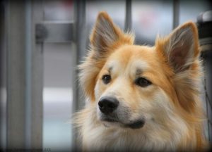 Hur man kan rengöra en hunds öron effektivt