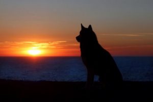 Att sörja ett husdjur: samma sak som att sörja en person?