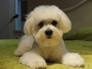 Lägenhetshundar: raser som kan leva i mindre utrymmen