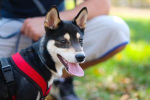 Din hund är inte ditt barn, men du är din hunds förälder
