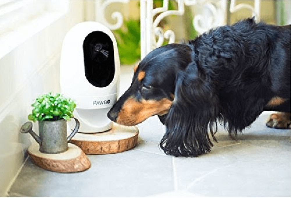 Hund tillsammans med Pawbo