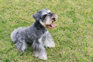 Hundar i grupp 2: rasklassificering enligt FCI