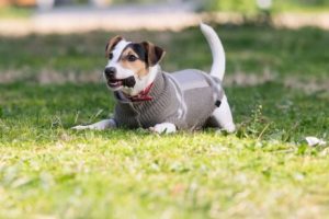 Att hålla hunden varm: en komplett guide för kallt väder