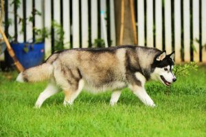 Hur man lär en hund att kissa utomhus