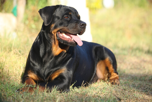 Rottweiler i gräset