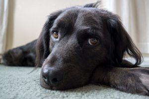 6 saker du gör i all välmening som din hund inte gillar
