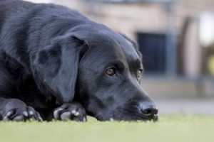 Vanliga sjukdomar hos äldre hundar att akta sig för