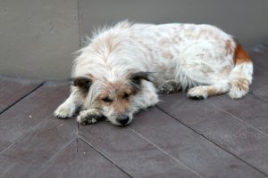 Hur man upptäcker att något är fel på ens hund