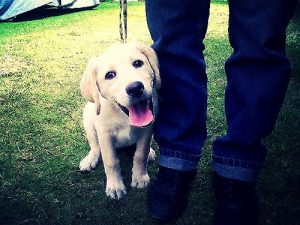 Hundar följer efter oss överallt, men varför?