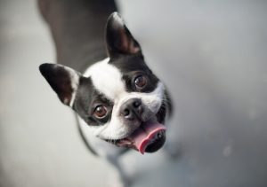 Min hund stirrar på mig – vad tänker den på?