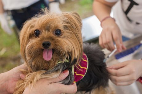 Yorkshireterrier får vaccinationer