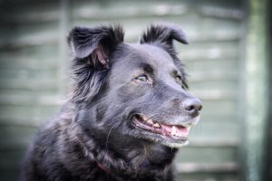 Såhär lugnar du en aggressiv hund